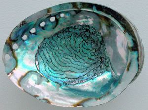 What is mother of pearl - blue-green-Mother-of-pearl.jpg